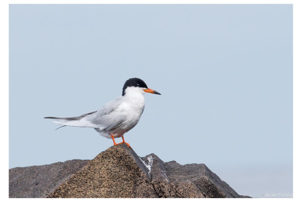 Close-up view of bird