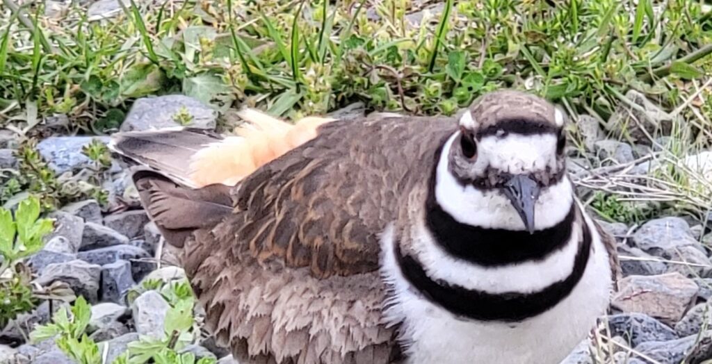 A killdeer stands amongst rocks and dune grass