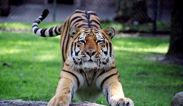 Cape_May_County_Zoo_Excursions_2026_CMLF_Tiger_Hero