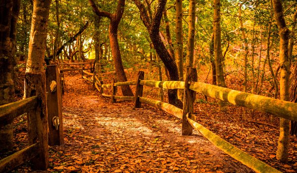 fallfoliage_header_web