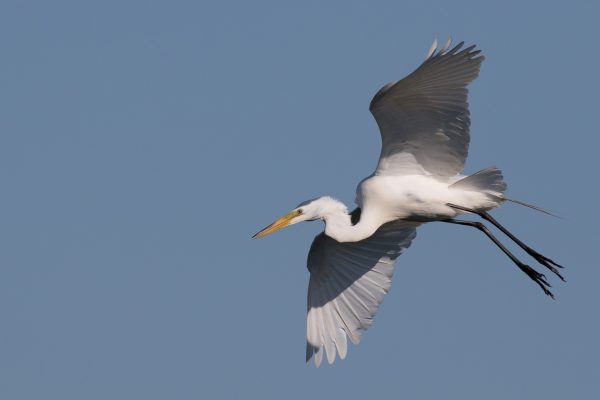 Bird flying overhead