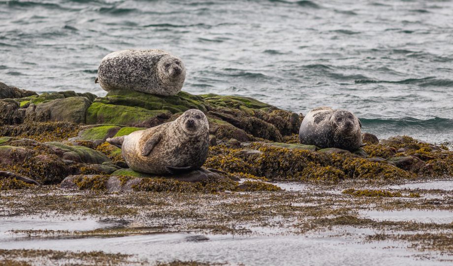 Seals seen from the Cape May - Lewes Ferry in Lewes, Delaware